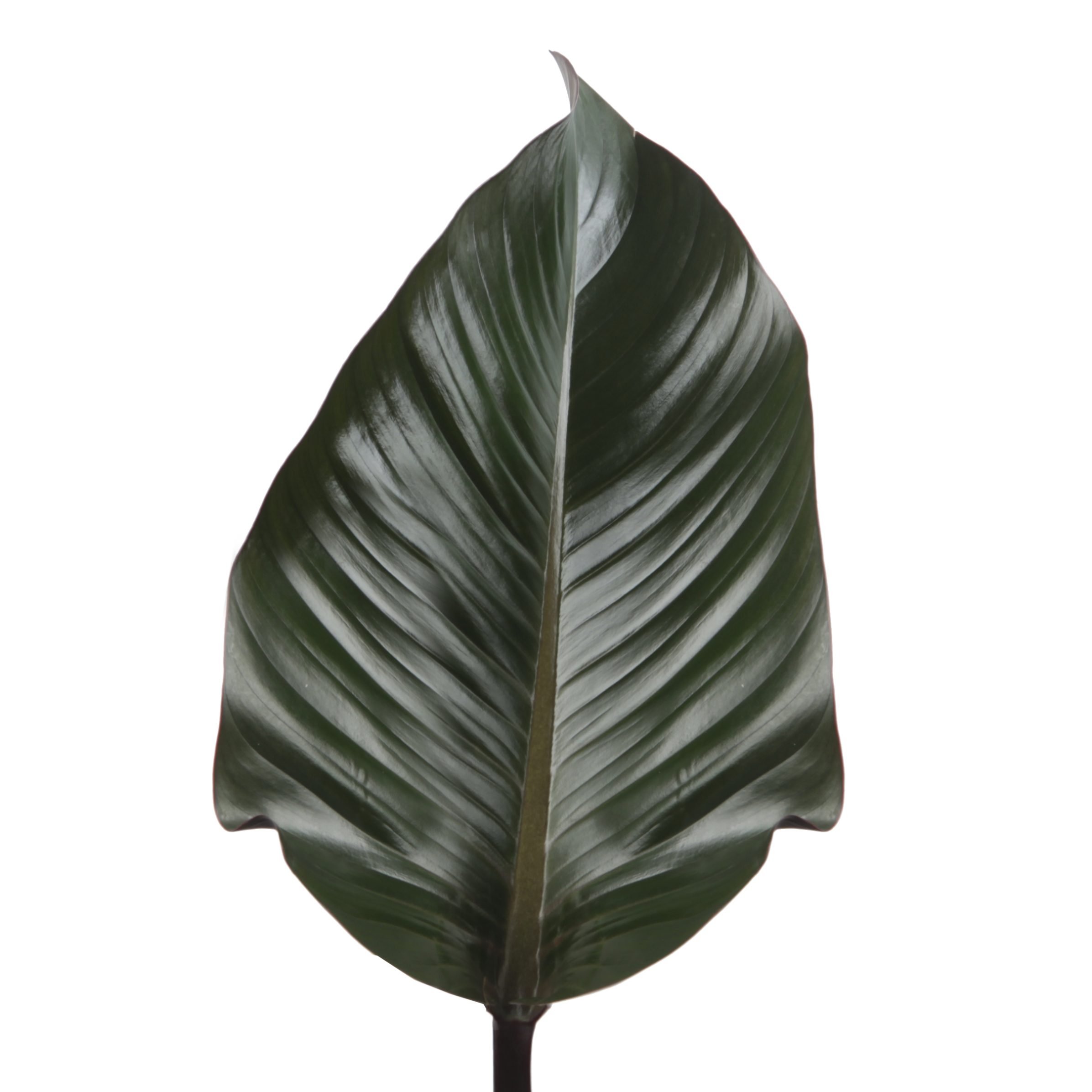 Листья Филодендрон конго