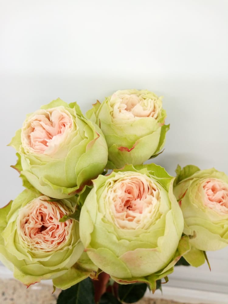 Роза куст павлова в Санкт-Петербурге