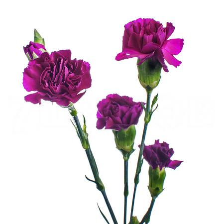 Гвоздика куст эпсилон в Санкт-Петербурге