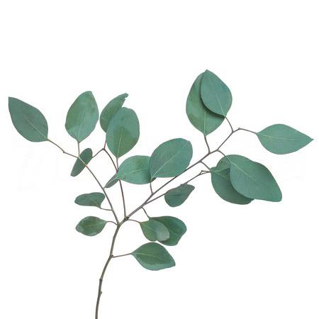 Листья Эвкалипт популус стабилизированный зеленый