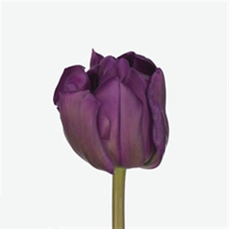 Тюльпан ду фиолетовый