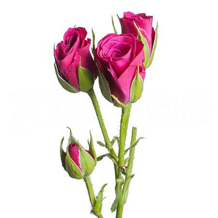 Роза куст глориус в Санкт-Петербурге