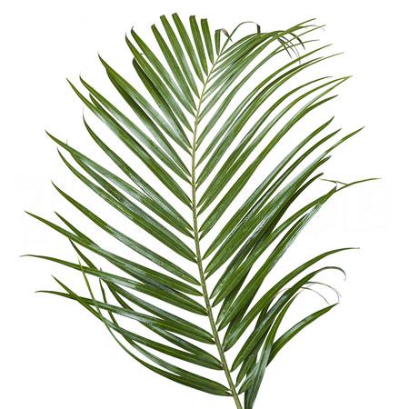 Листья Финик робелини в Москве