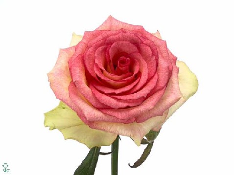 Роза гр барракуда