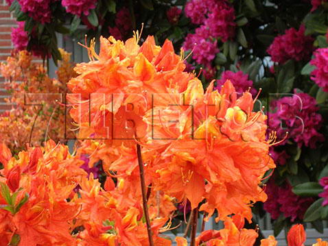Glowing embers. Рододендрон Глоуинг эмберс. Рододендрон листопадный Глоуинг эмберс.