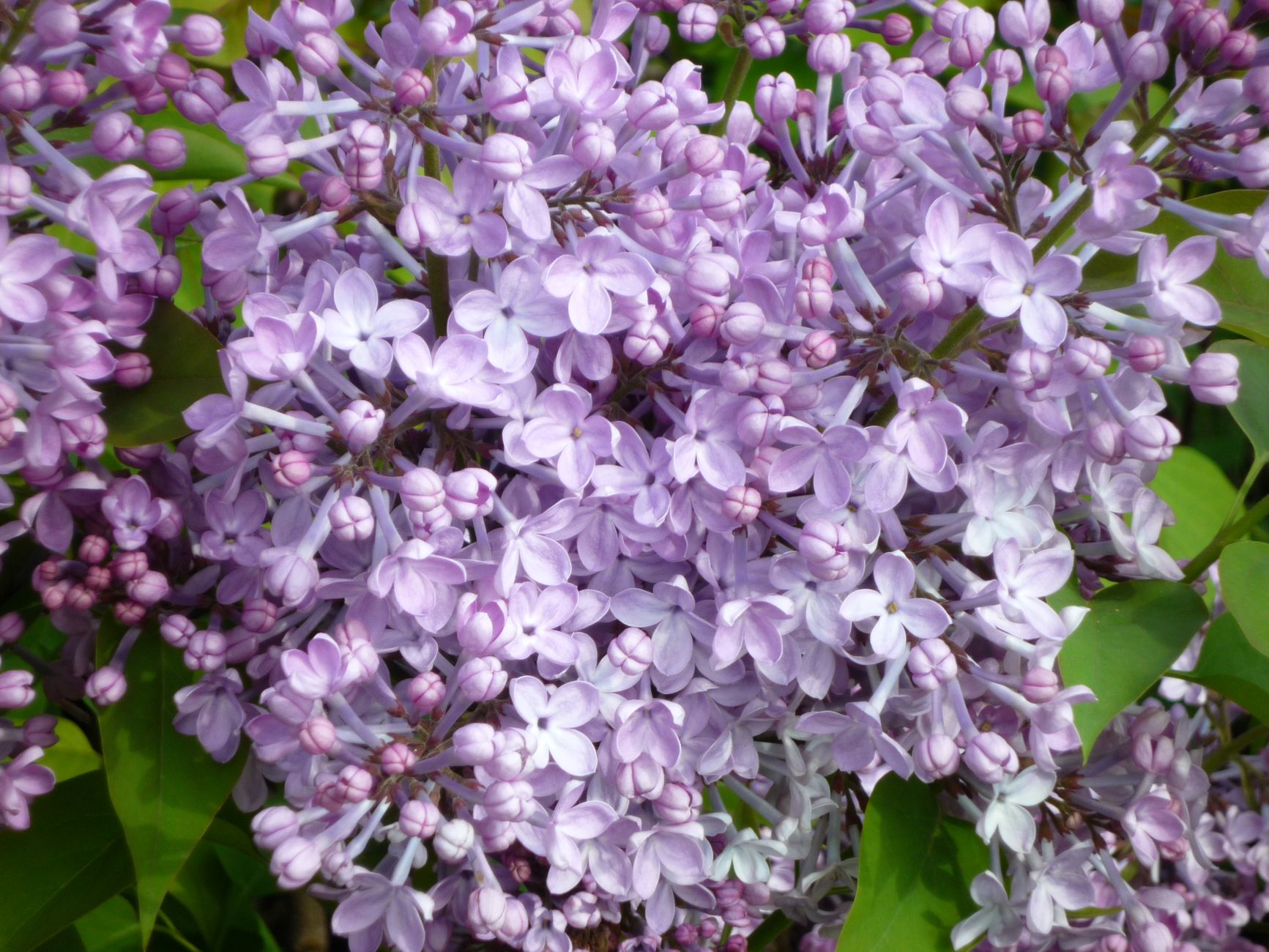 Сирень гиацинтовая. Сирень Эдди Тишлер. Сирень Гиацинтовая (Syringa hyacinthiflora Drushba p9). Сирень обыкновенная Павлинка.