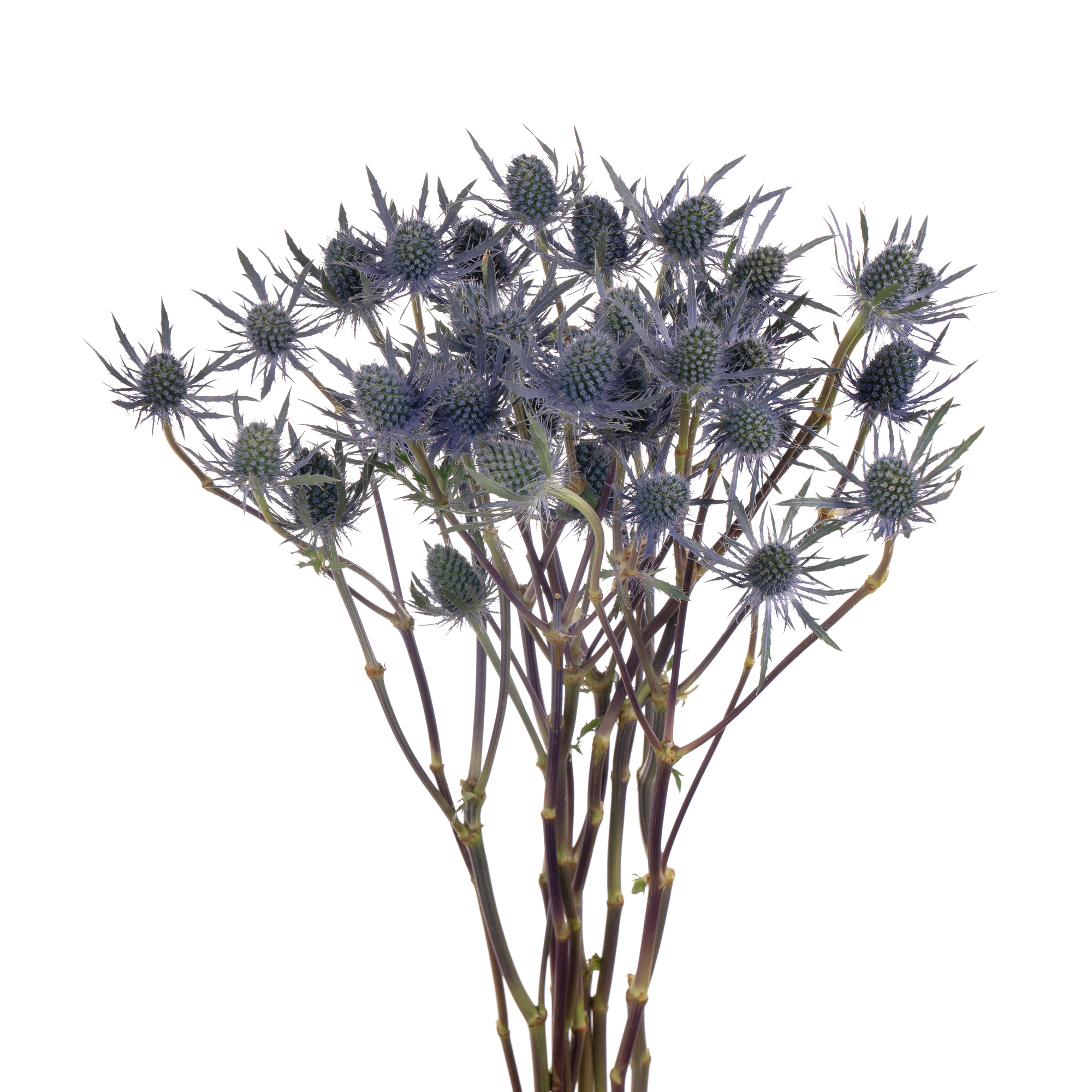 Эрингиум голубая лагуна в Новосибирске