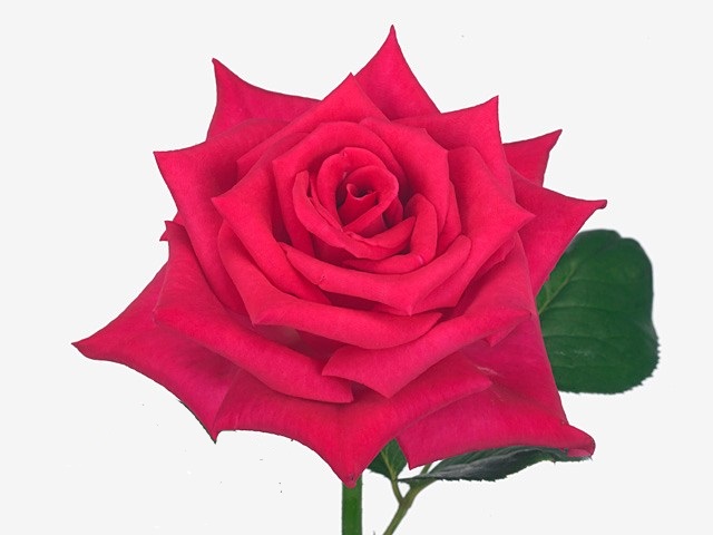 Роза гр грейс келли