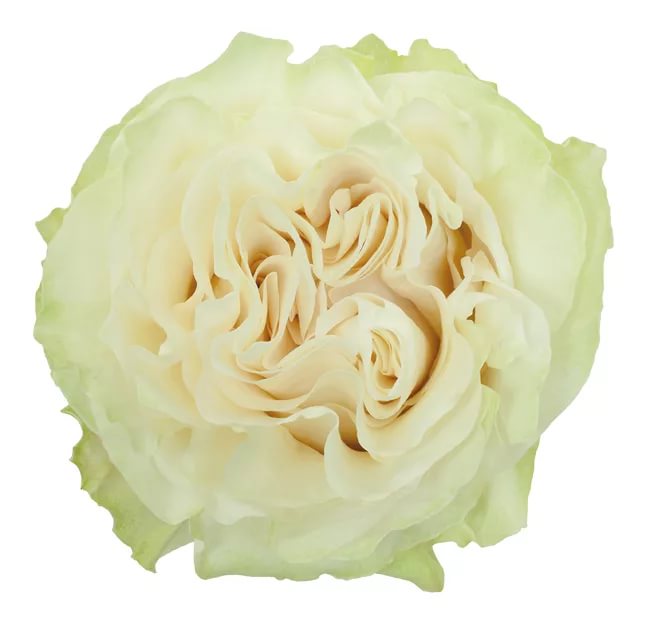 Роза однг мунстоун в Новосибирске