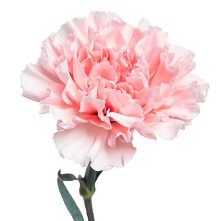 Гвоздика нахема в Новосибирске