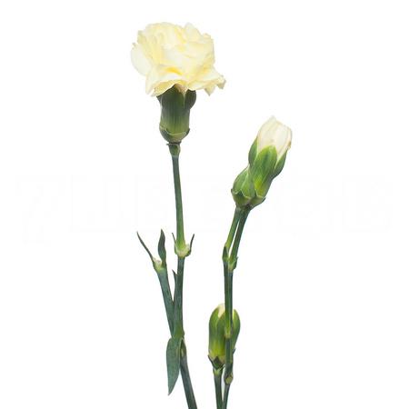 Гвоздика куст жёлтая в Новосибирске