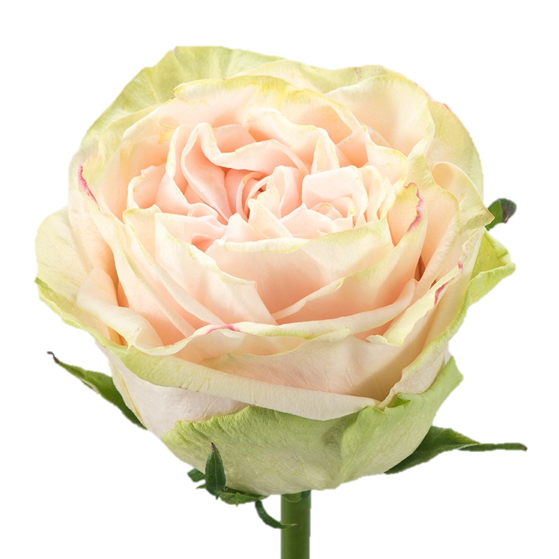 Роза однг гарден спирит в Санкт-Петербурге