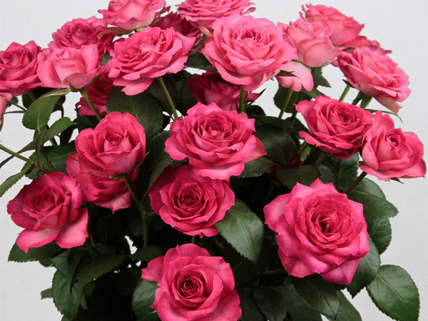 Роза куст белла линда церайз в Новосибирске