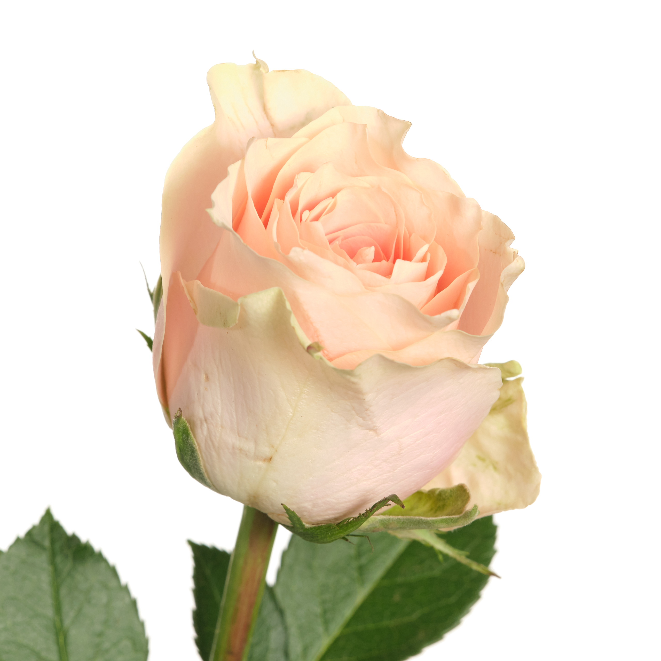 Роза гр гармония персиковая