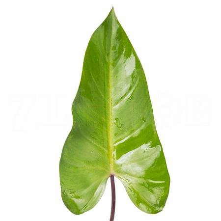 Листья Филодендрон эсмеральда
