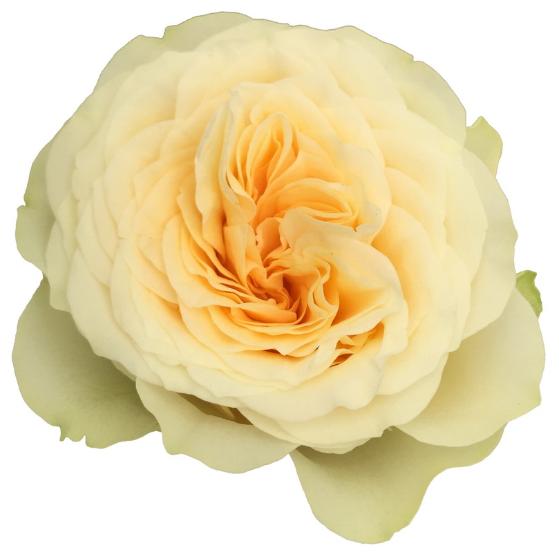 Роза однг батеркап в Новосибирске