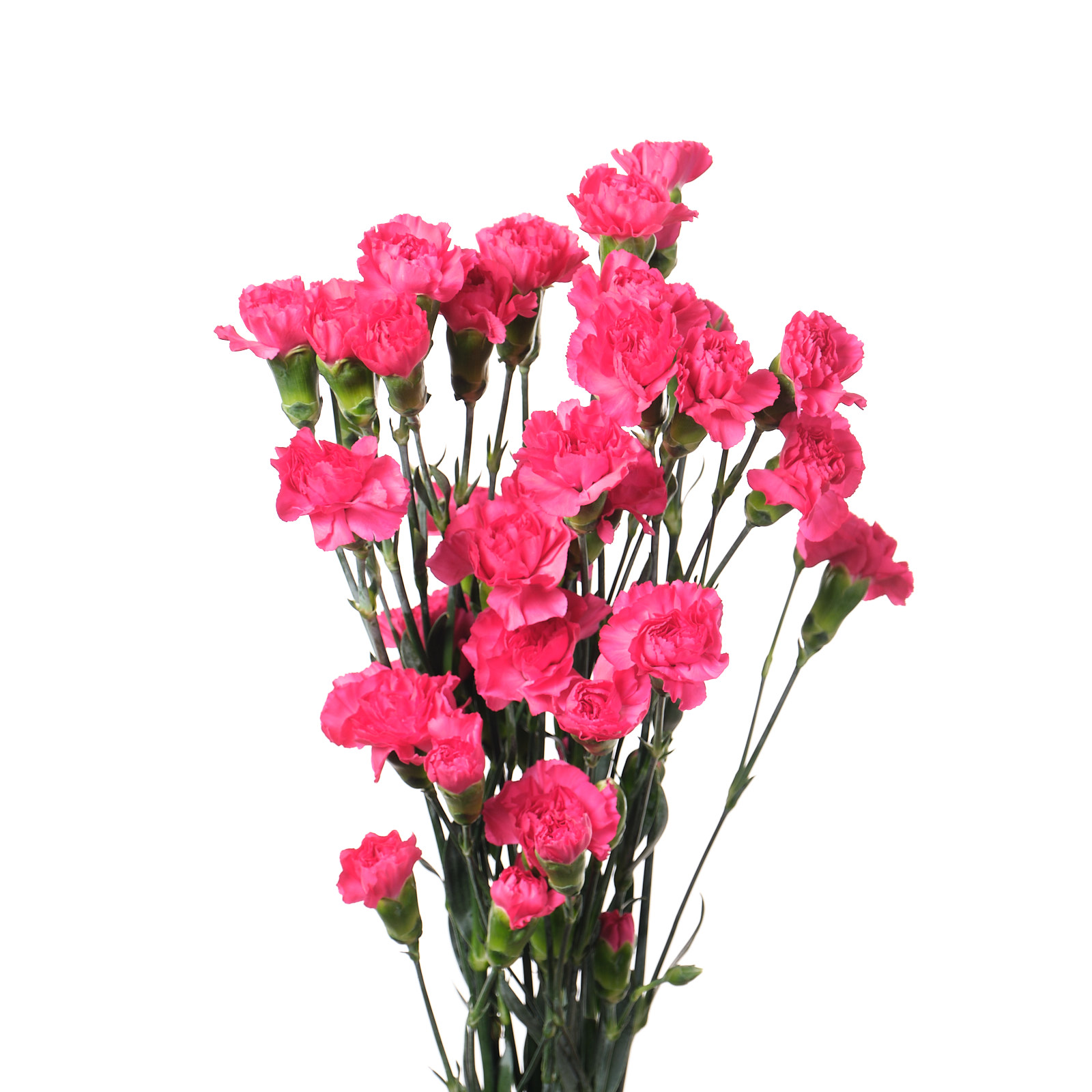 Гвоздика куст хот пинк в Санкт-Петербурге