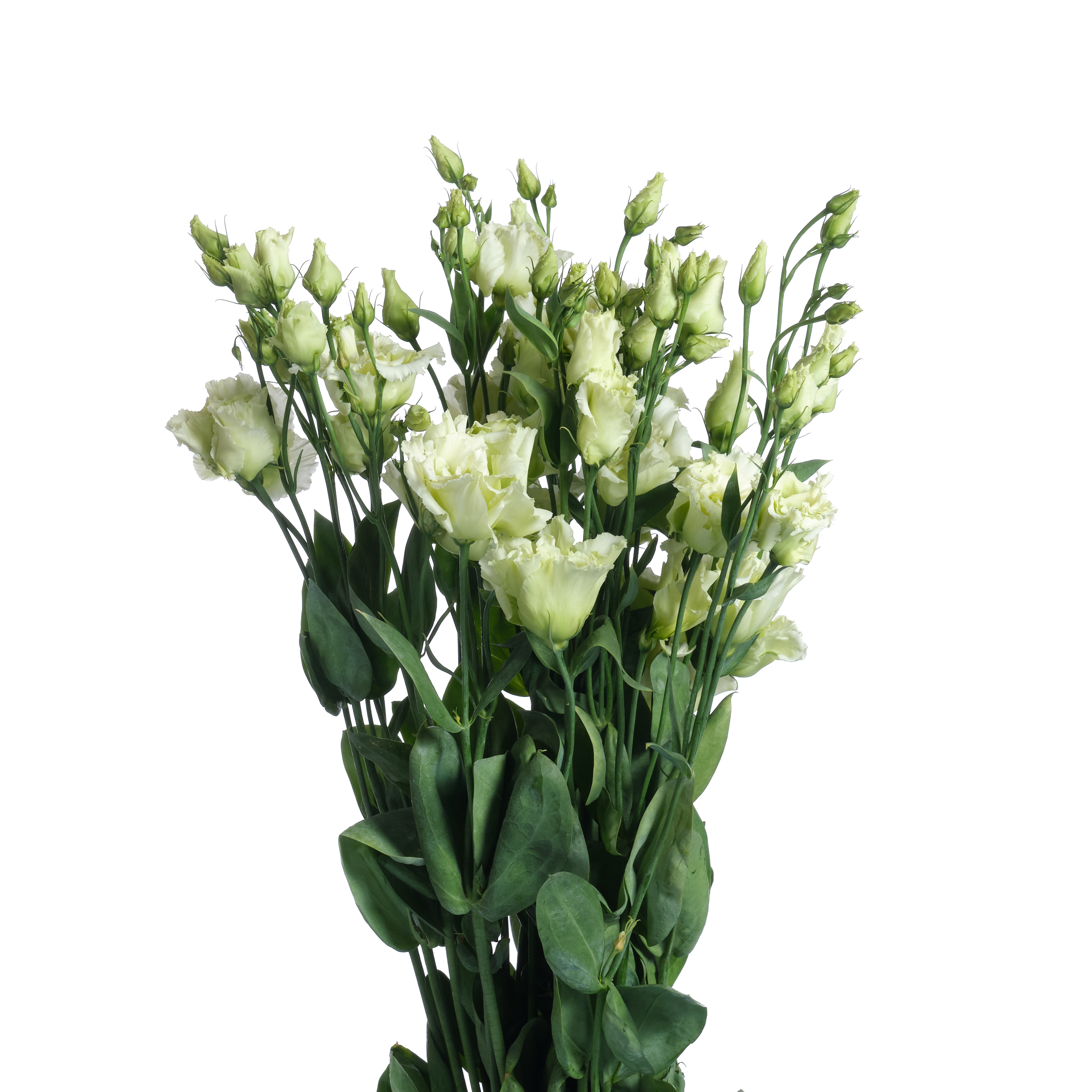 Лизиантус ду алиса грин в Санкт-Петербурге