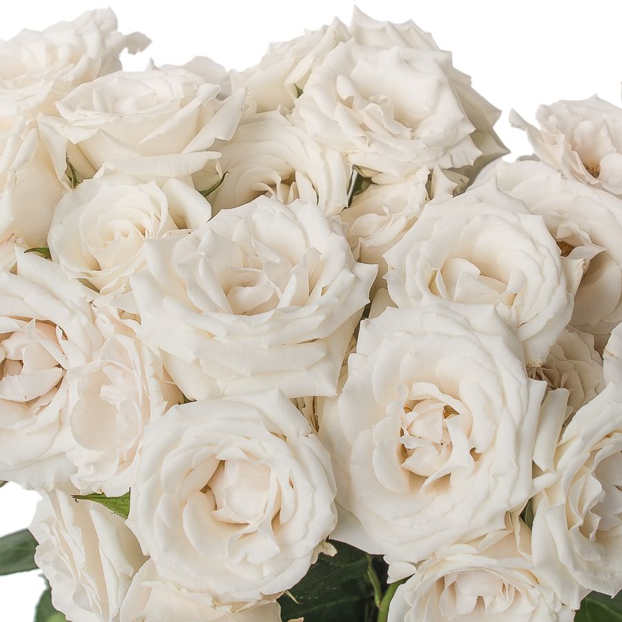 Роза куст вайт майолика в Новосибирске