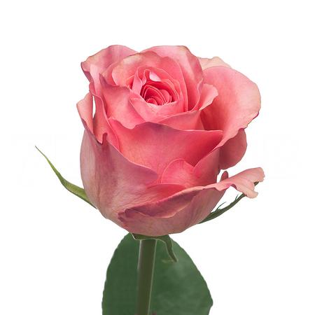 Роза однг сага в Новосибирске