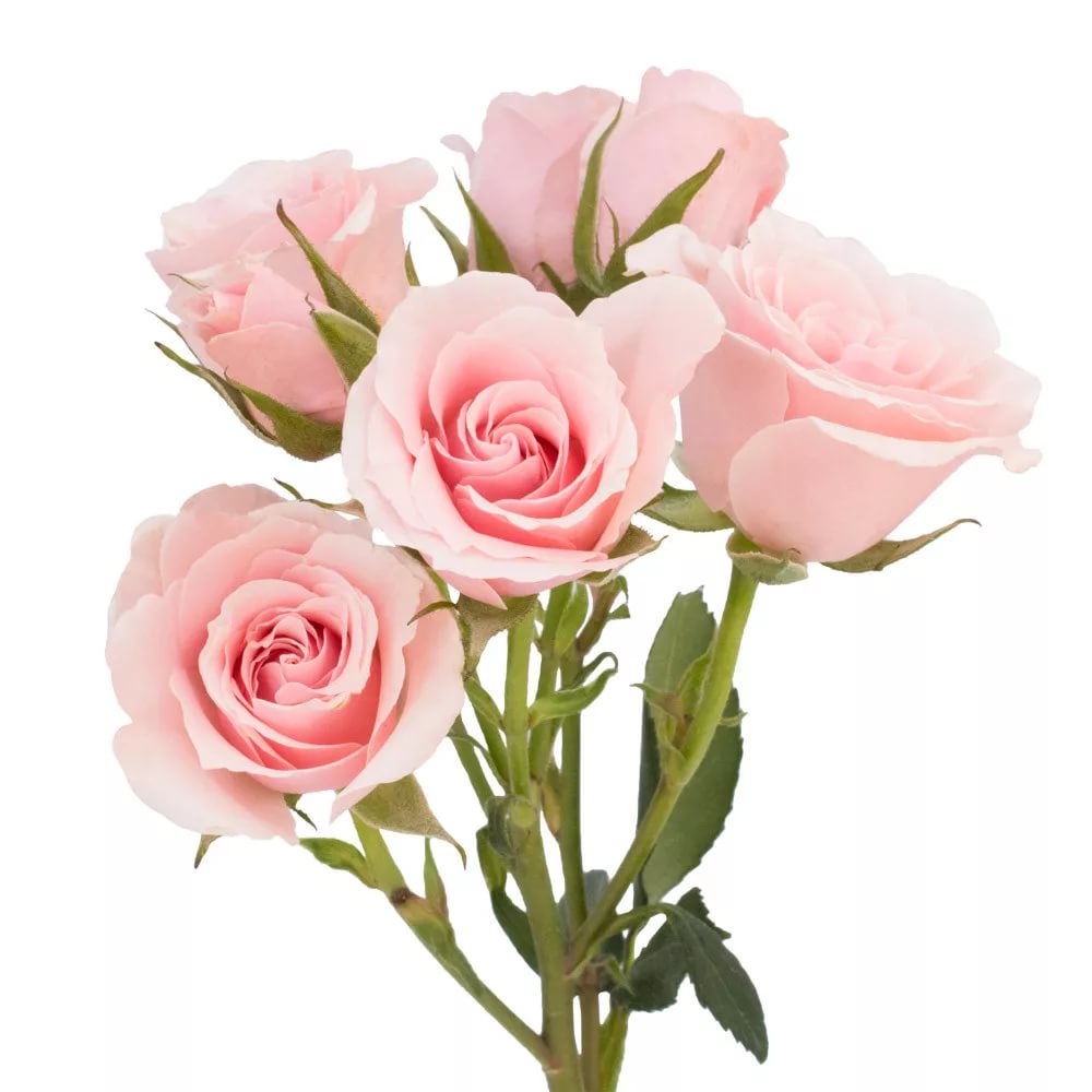 Роза куст майолика в Новосибирске