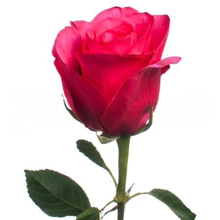 Роза однг хот эксплорер в Москве