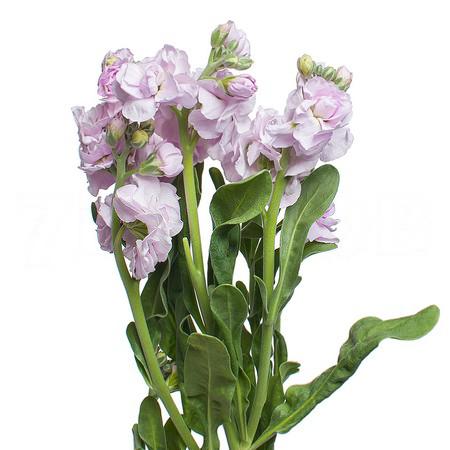 Маттиола куст розовая в Новосибирске