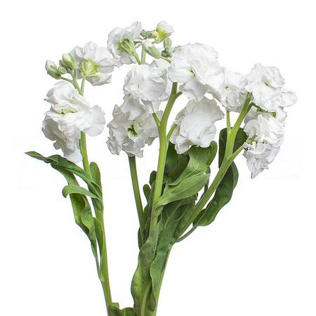 Маттиола куст белая в Санкт-Петербурге