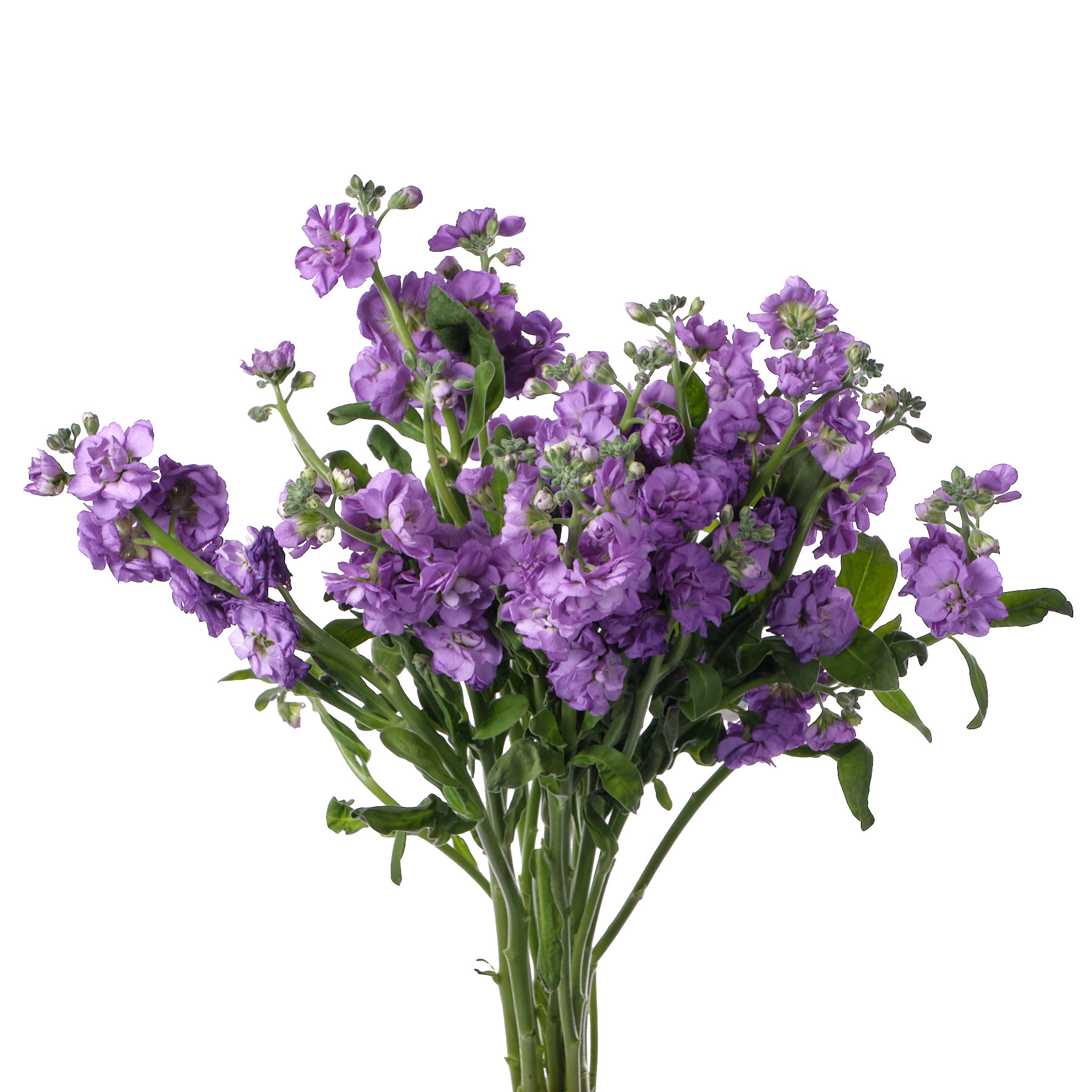 Маттиола куст лавандовая в Новосибирске