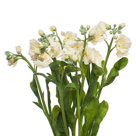 Маттиола куст желтая в Новосибирске