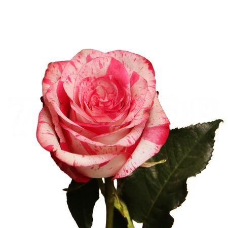 Роза однг мэджик таймс в Санкт-Петербурге