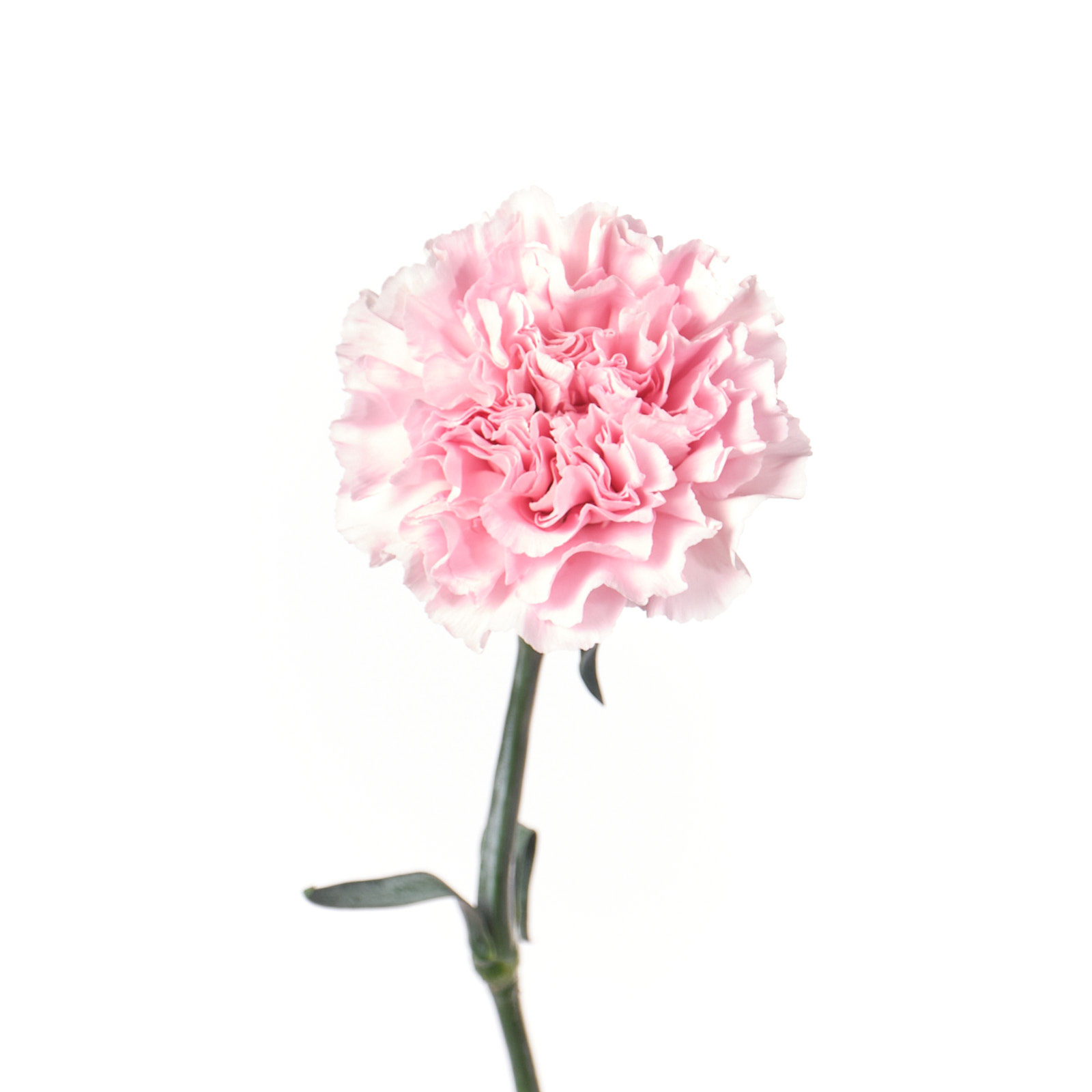 Гвоздика дамина в Санкт-Петербурге