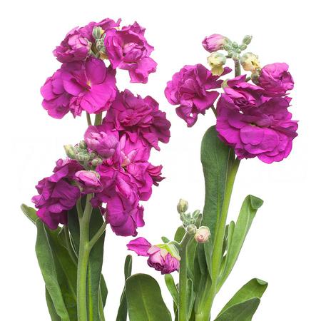 Маттиола куст хот пинк в Новосибирске