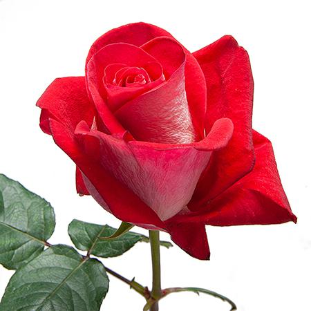 Роза однг блюз в Новосибирске