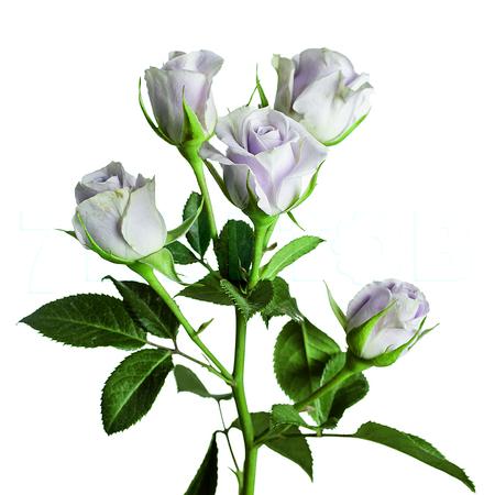 Роза куст сильвер шэдоу в Новосибирске