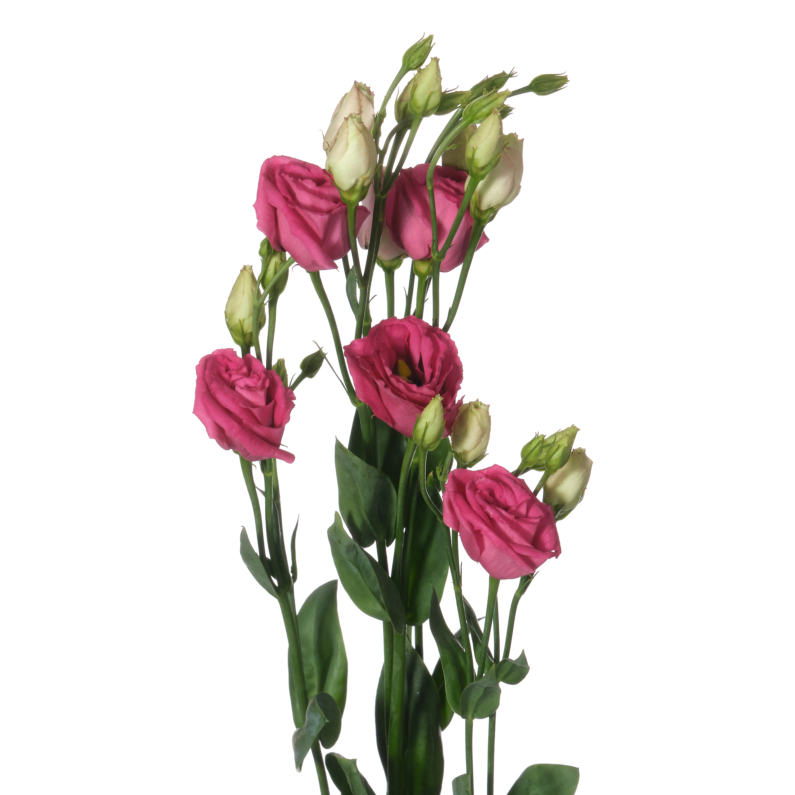 Лизиантус ду росита ред в Санкт-Петербурге