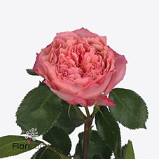 Роза гр майрас роуз пинк