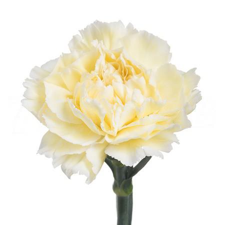 Гвоздика веддинг в Санкт-Петербурге