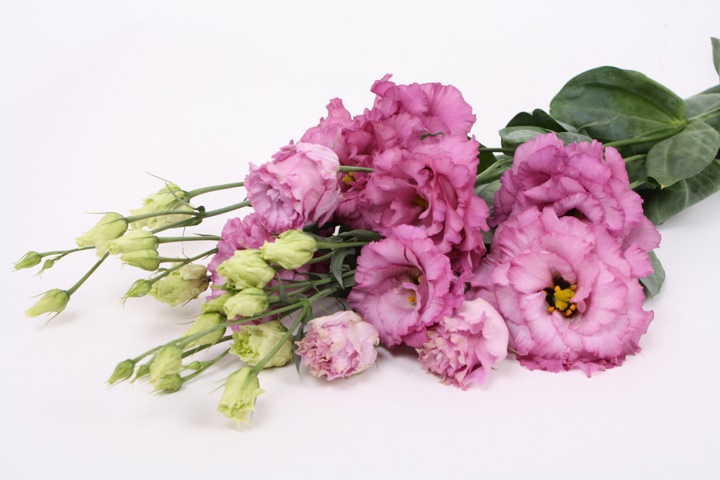 Лизиантус ду селеб грейп в Новосибирске