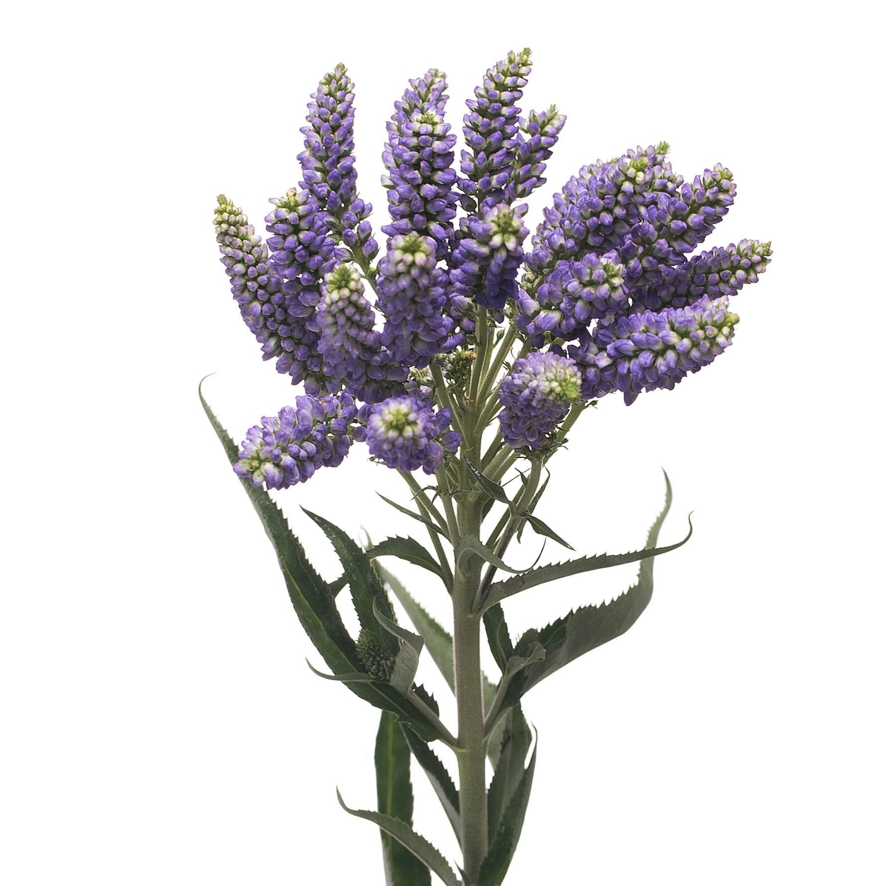 Вероника смарт фонтейн в Новосибирске