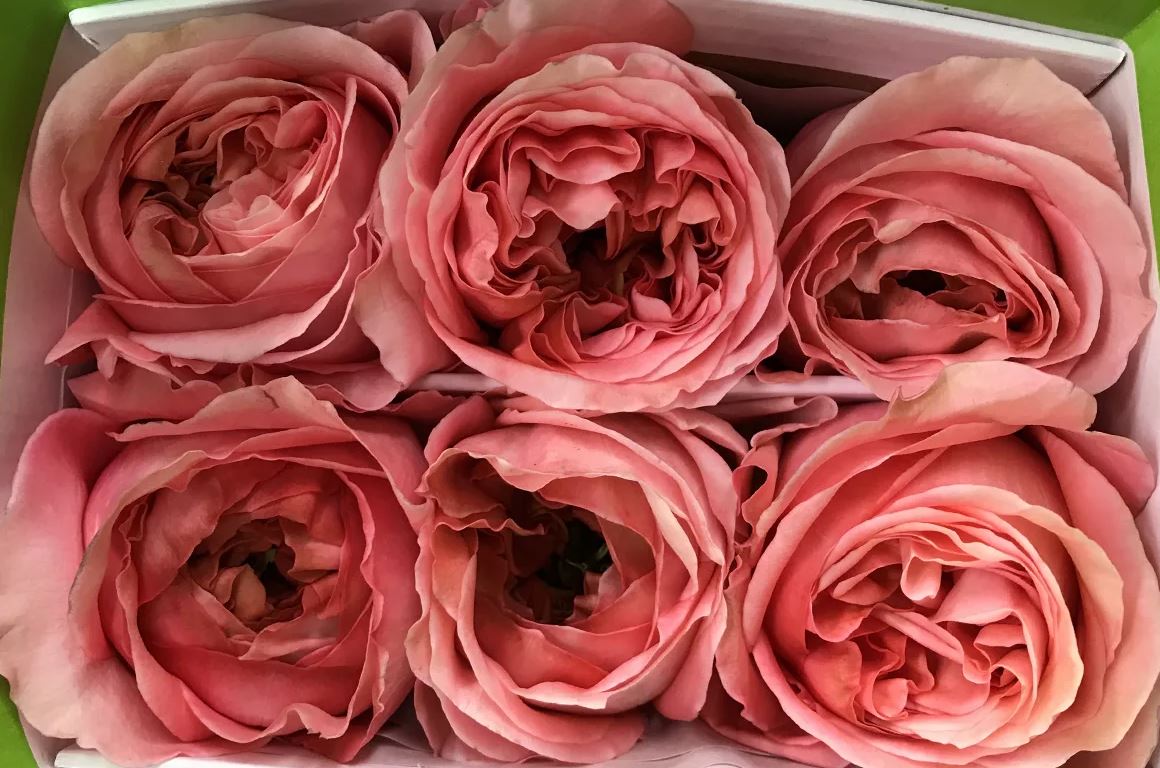 Роза однг пинк экспрешн в Новосибирске