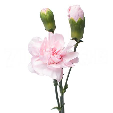 Гвоздика куст атена в Новосибирске