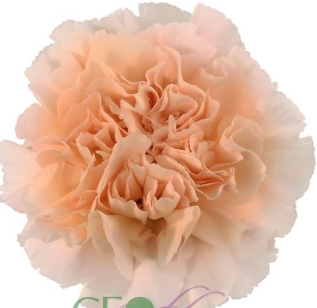 Гвоздика пастель кримеа в Новосибирске