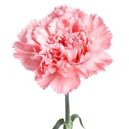 Гвоздика корветт в Новосибирске