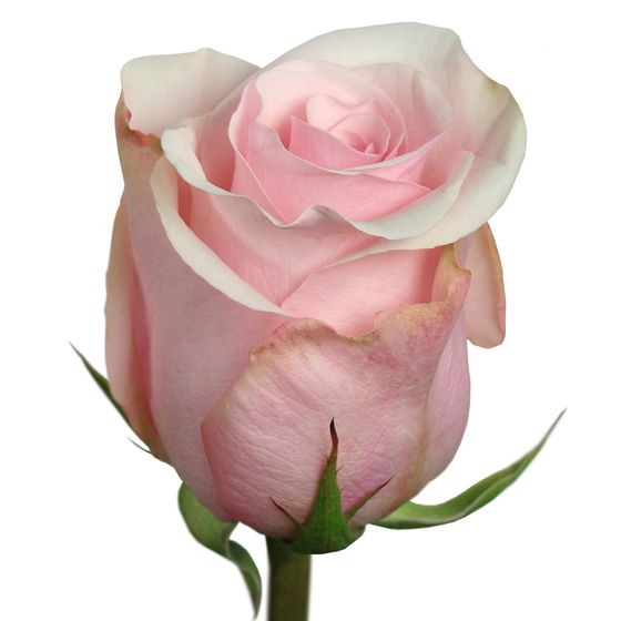 Роза однг свит эскимо в Новосибирске