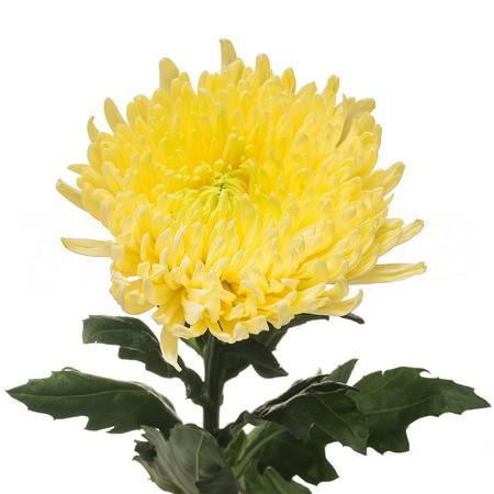 Хризантема однг магнум желтый в Новосибирске
