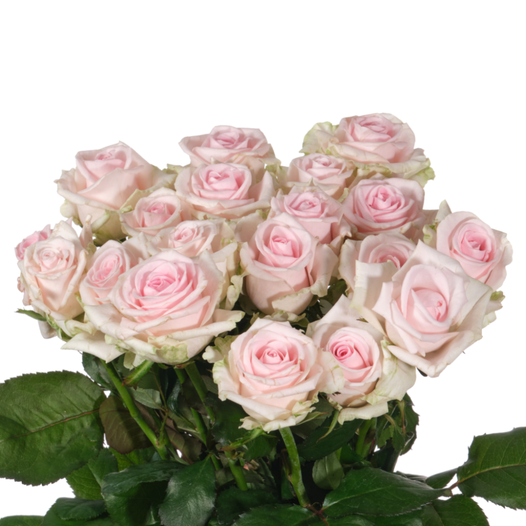 Роза однг свит ревивал в Новосибирске