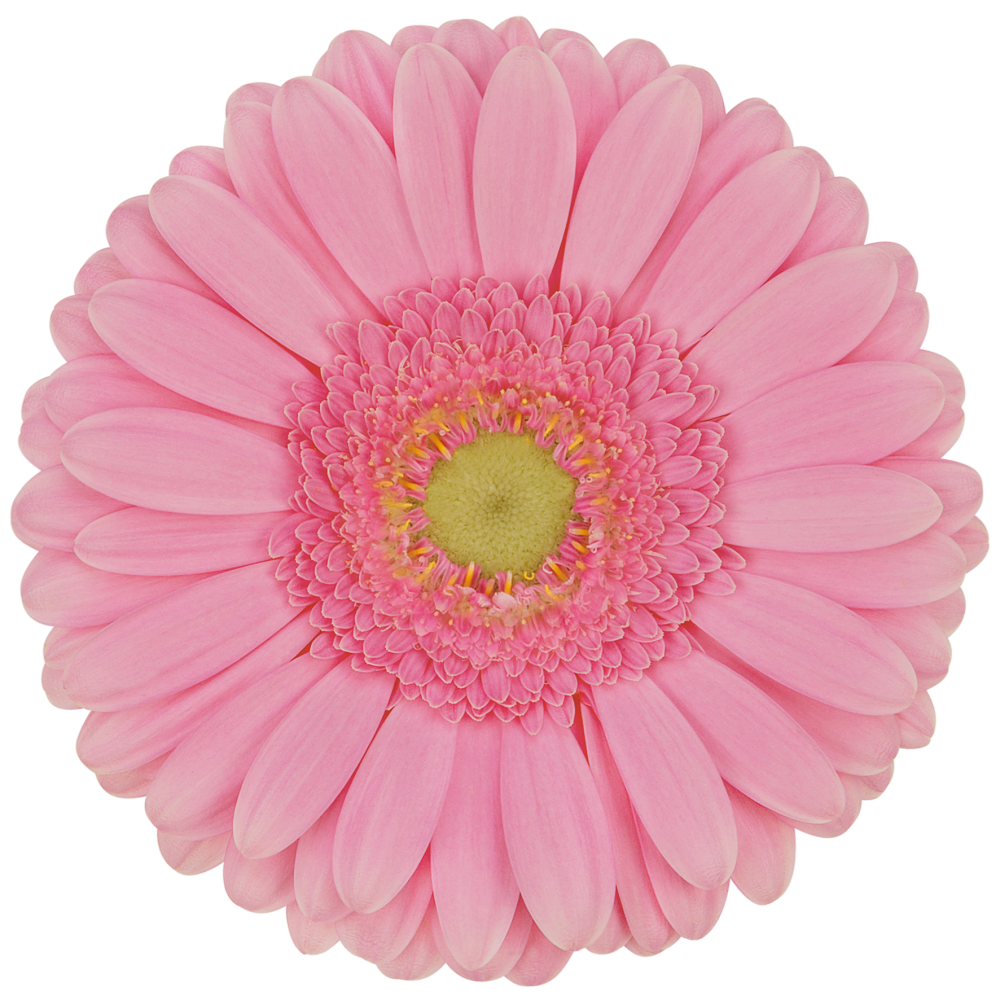 Гербера глосси в Новосибирске