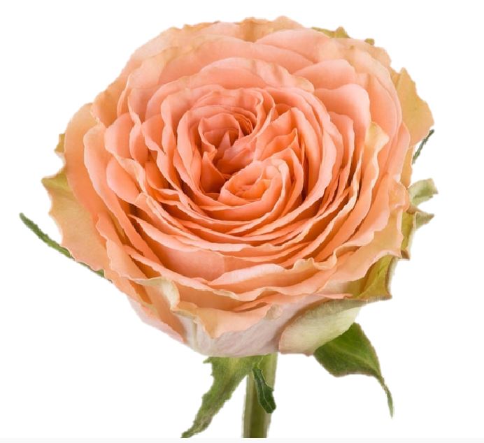 Роза однг кантри хоум в Новосибирске