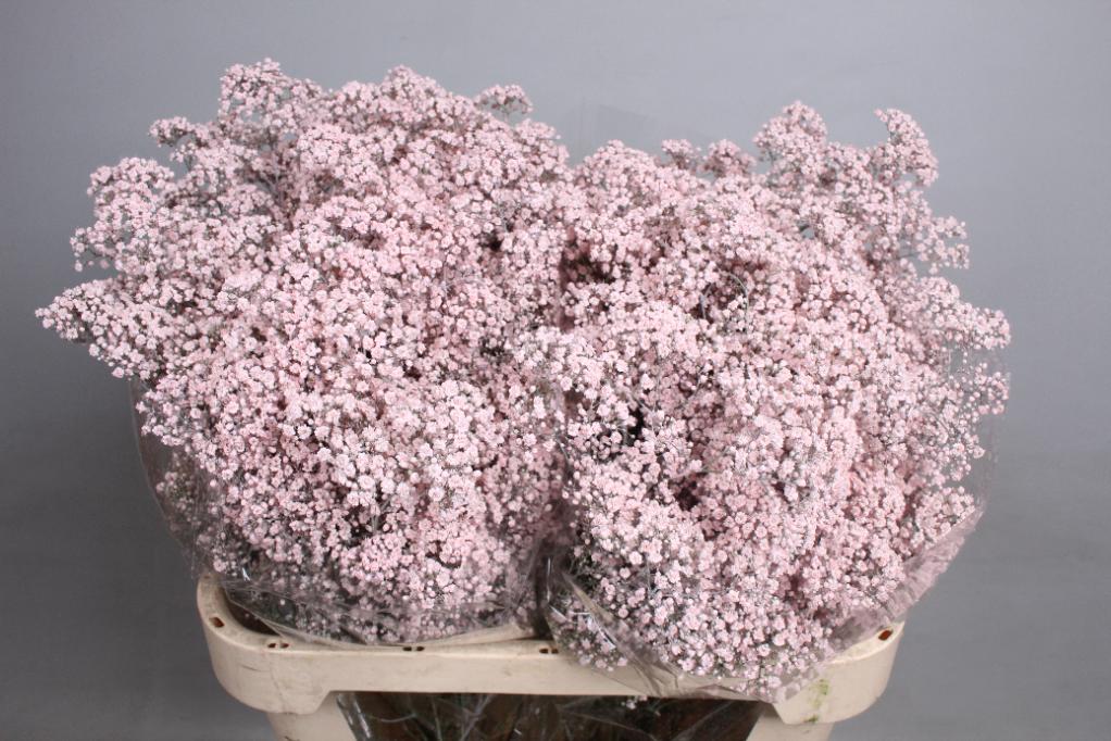 Гипсофила тинтед лайт пинк в Новосибирске